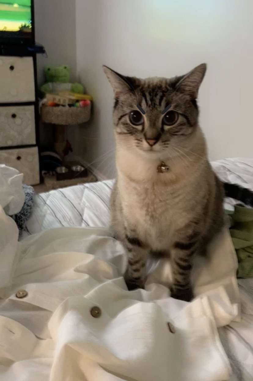 Cat Society On Twitter Bethany Af Https T Co Udxlu7zaml Twitter