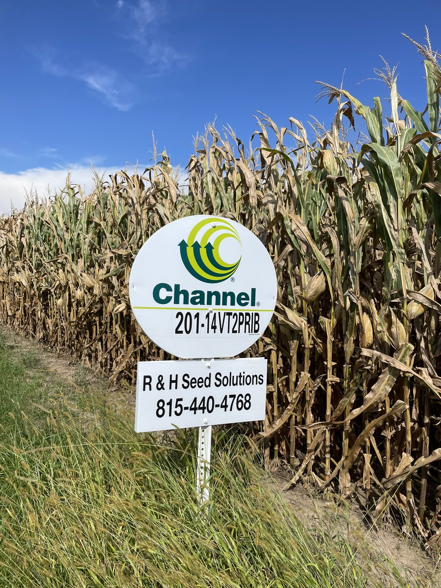 Ellen Rahn (@seedcorngirl) on Twitter photo It’s officially time to pull field signs, combines are rolling! Hearing some great results out of <a href="/ChannelSeed/">Channel Seed</a> 201-14VT2PRIB!
#harvest22 #placedtoperform #Bayer4IL It’s officially time to pull field signs, combines are rolling! Hearing some great results out of <a href="/ChannelSeed/">Channel Seed</a> 201-14VT2PRIB!
#harvest22 #placedtoperform #Bayer4IL