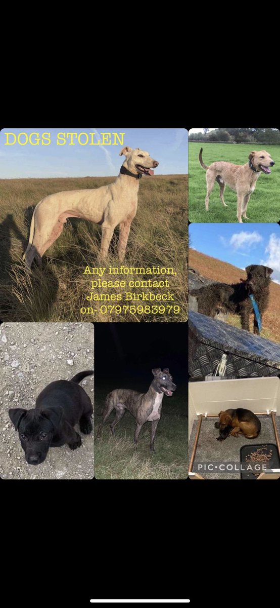 Can people PLEASE RETWEET this for me. make these dogs too hot to handle… My mates had his dogs pinched from brough Cumbria. Any info feel free to message me or the number on the post.