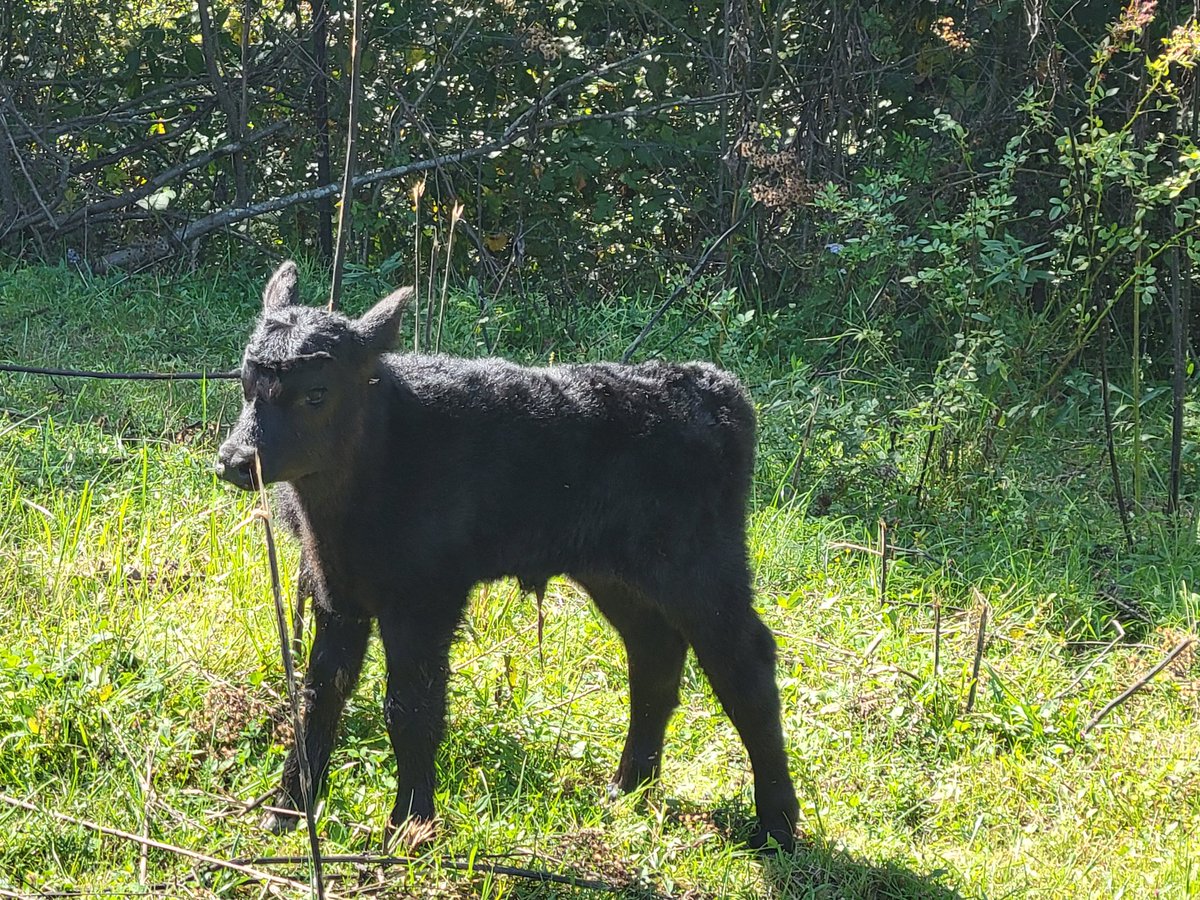 shenandoah_ffa's tweet photo. We are thrilled to announce our first birth at Green Acres! This girl arrived through the night and greeted us this morning. She arrived 5-6 days early. Mom and the baby are doing great! #BredHere #BornHere #RealLifeEducation https://t.co/HSpK8rUzk7