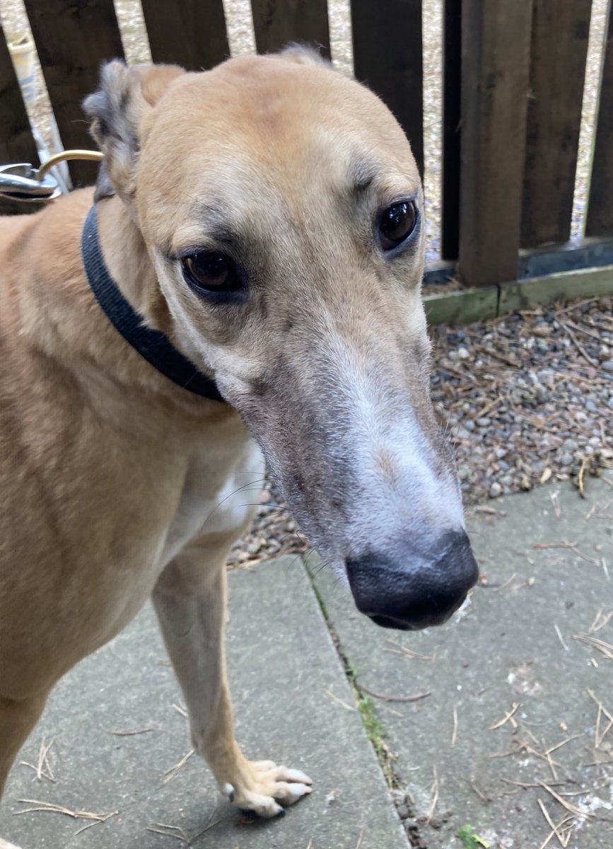 Tony (Macaroni)is handsome & gentle. A fav with volunteers. He is 4 yrs old & has spent over a yr here at #GRF It’s time for this lovely fawn to live his best life. Can you offer Tony a #FureverHome 🤞🏽Interested Call Celia :07826 244765 #rehomehour #AdoptDontShop #RescueGreyhound