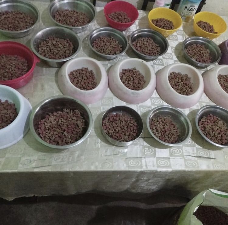 aparadisesanc's tweet photo. Good morning my people❤️🐶🙏🏻✨, at the shelter we are so happy to have enough food for everyone🥰, you can have a diet with a little more food to get chubby and pretty😂😍, many full plates and with my happy children 🙌🏻❤️ https://t.co/xfmFU81bEg