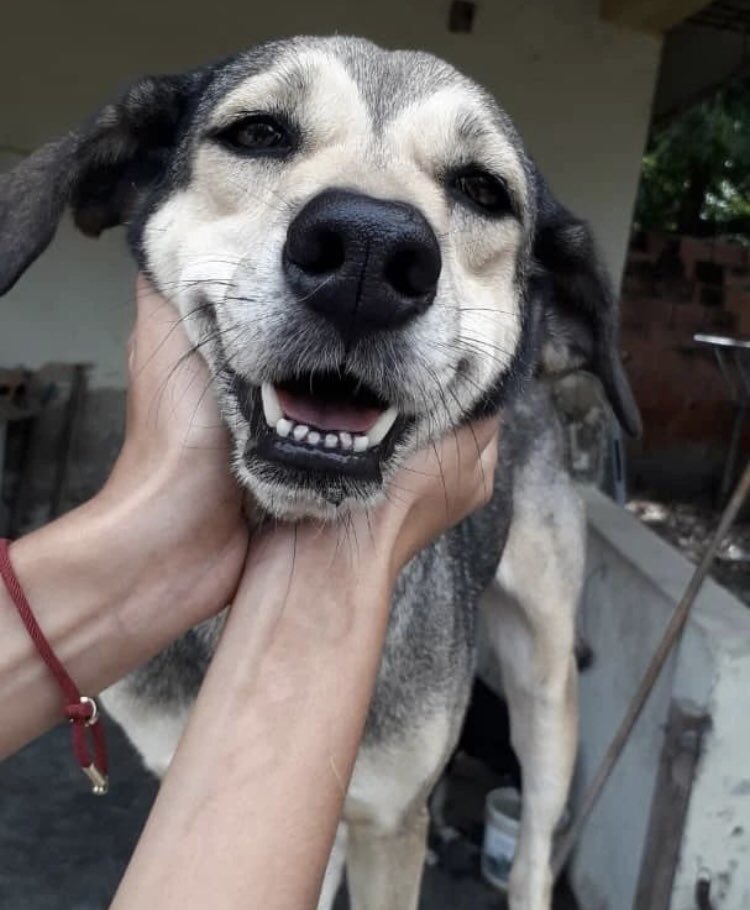 aparadisesanc's tweet photo. Good morning my people❤️🐶🙏🏻✨, at the shelter we are so happy to have enough food for everyone🥰, you can have a diet with a little more food to get chubby and pretty😂😍, many full plates and with my happy children 🙌🏻❤️ https://t.co/xfmFU81bEg