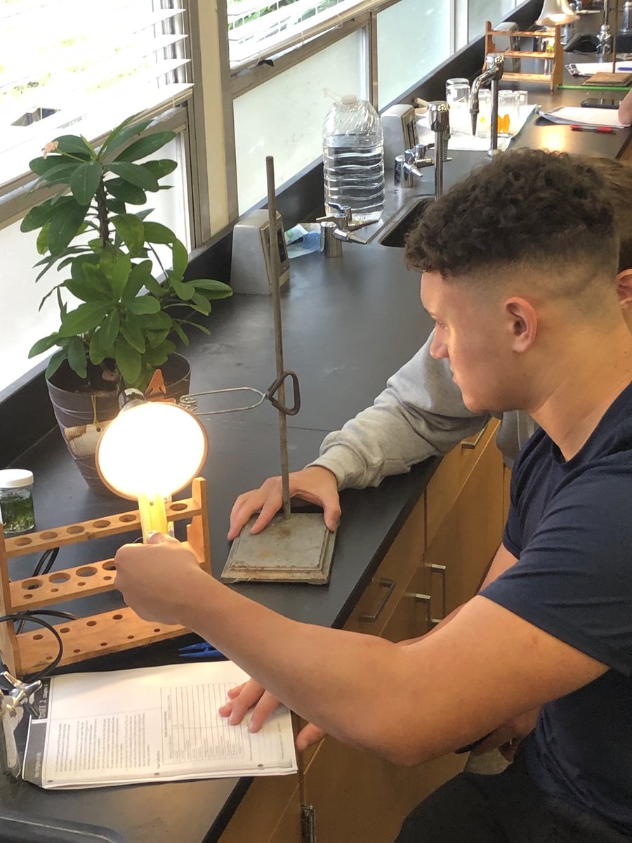 STMsrichards's tweet photo. Elodea and photosynthesis- Envi Sci class https://t.co/A9SCZTkoJ6