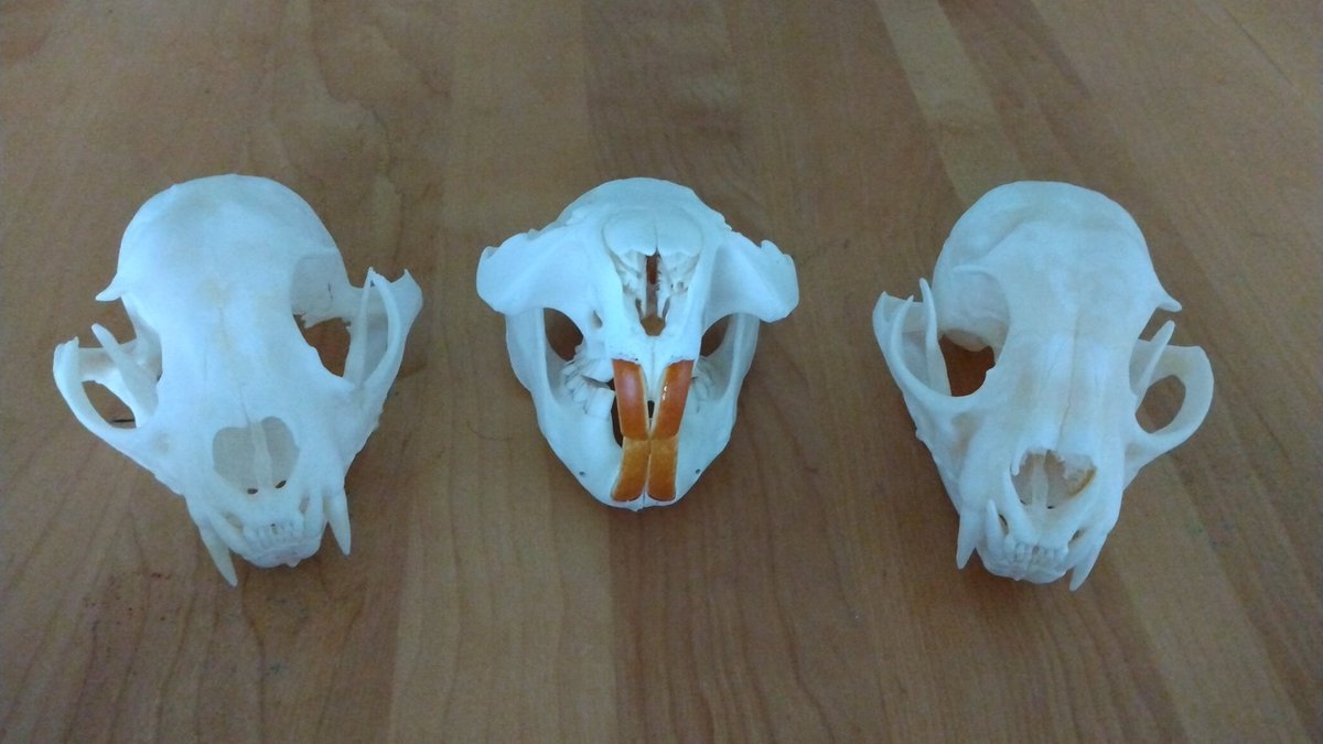 Dead Pine Collective tweet media