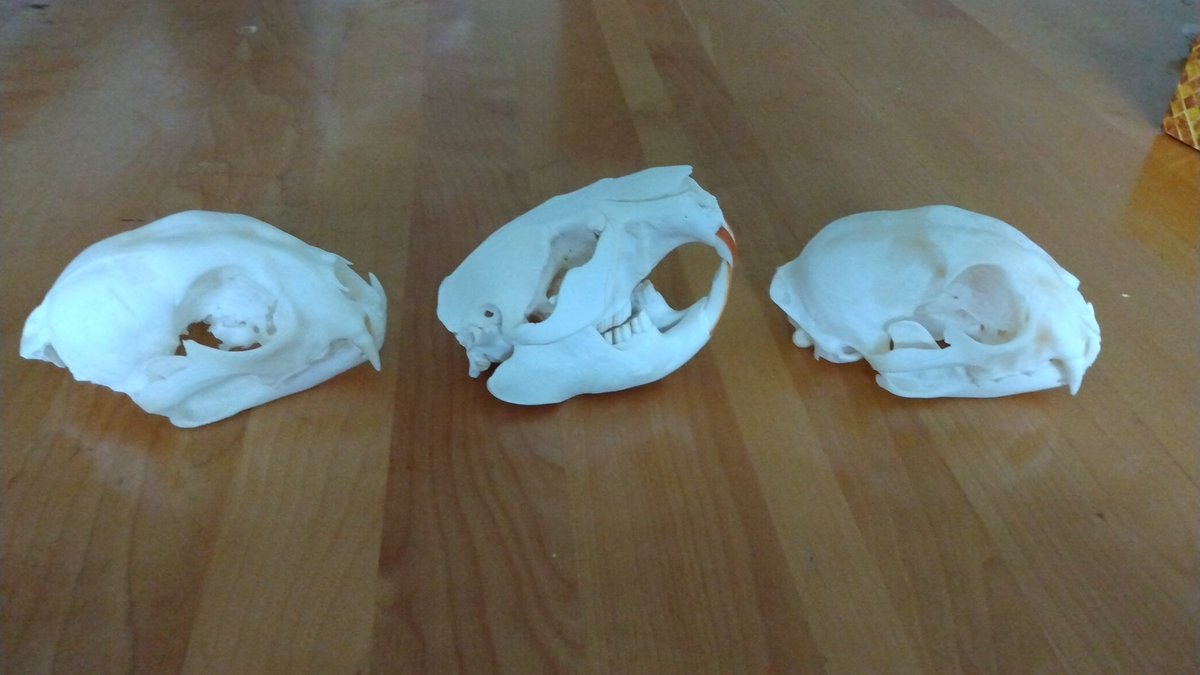 Dead Pine Collective tweet media