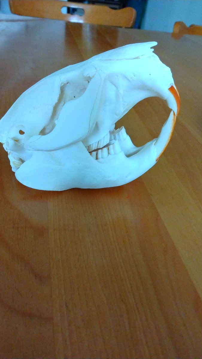 Dead Pine Collective tweet media