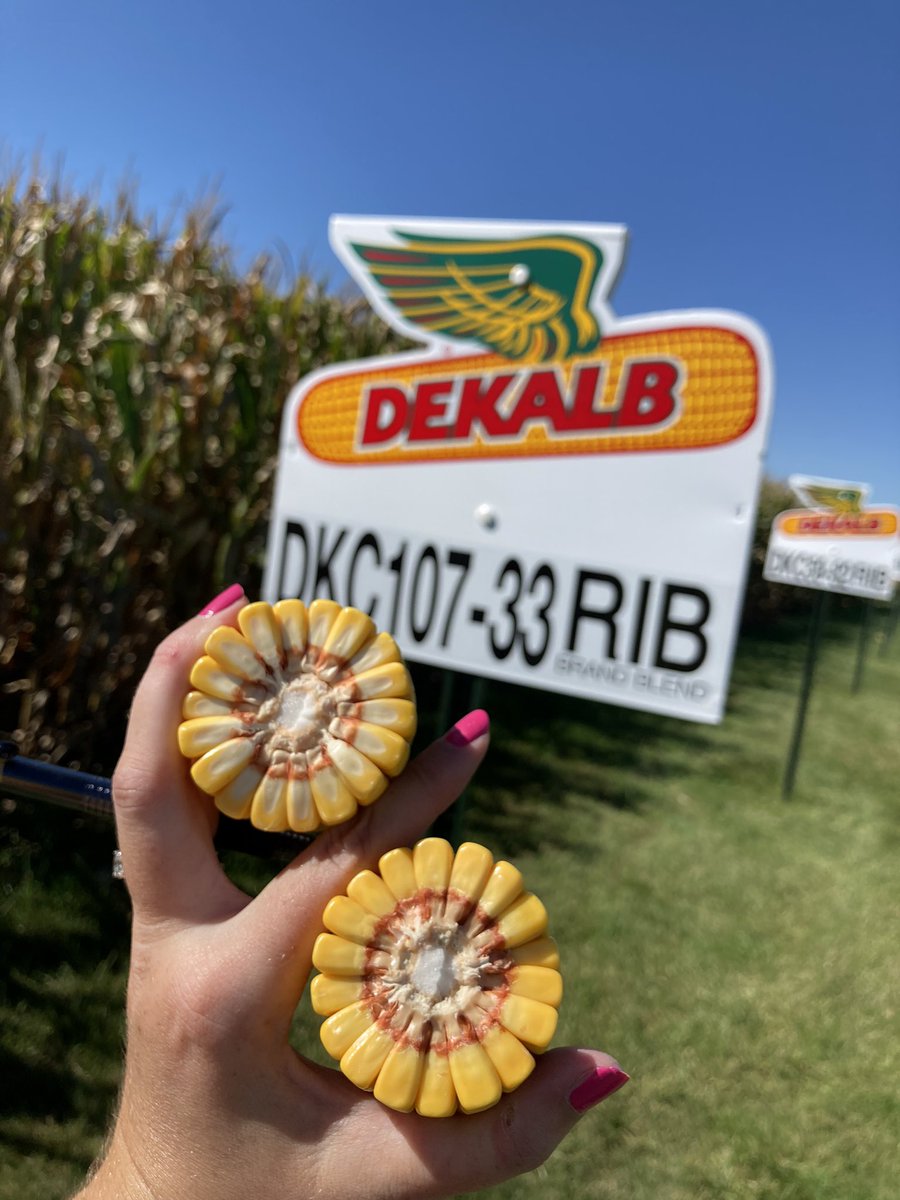 Keep your eyes peeled 👀 on this NEW 107 day #SmartStaxPRO hybrid! It’s heaven with this 107! 
#harvest22 #Bayer4IA #yieldbabyyield