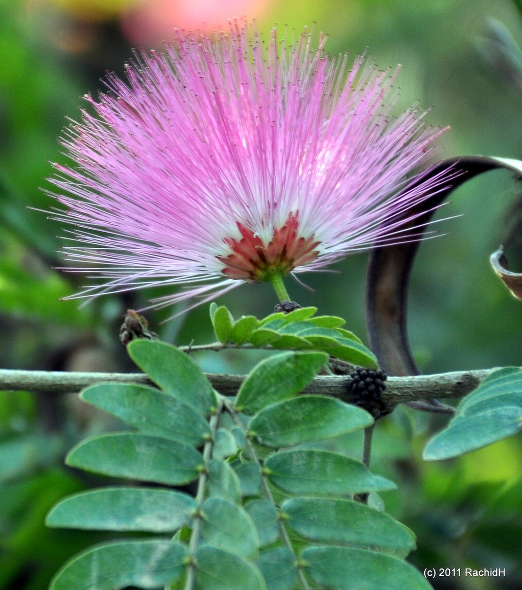 rachidH's tweet photo. #Silk #SilkTree #PinkSiris #Mimoza #Albizia #ArbreÀSoie #Maadi #Cairo #Egypt 
Rachid H shared a photo with you from the Flickr app! Check it out:
https://t.co/Aq6GCTM4cR https://t.co/9Bh6Z3nN6D