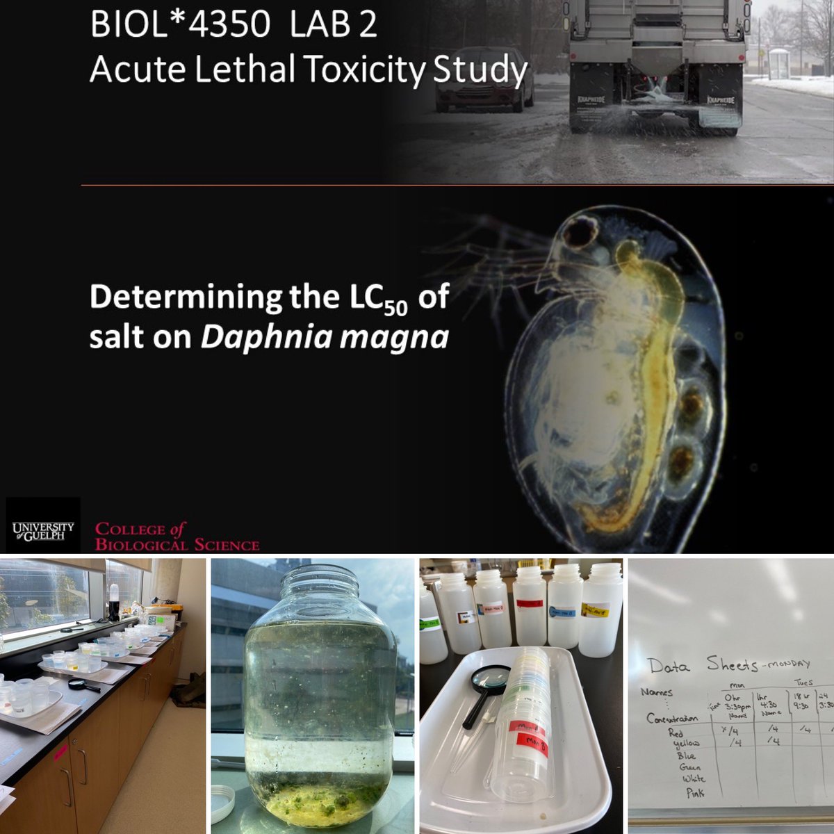 SheriHincks's tweet photo. ..and our toxicity tests are underway in #BIOL4350 this week!   #ecotoxicity #LC50 #Daphnia #NaCl https://t.co/me5mjMyEUS