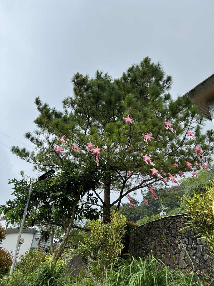 LEONIDASRAFAEL's tweet photo. #BenCab is pink. ππ«°π½ https://t.co/Mo3zAlXb9g