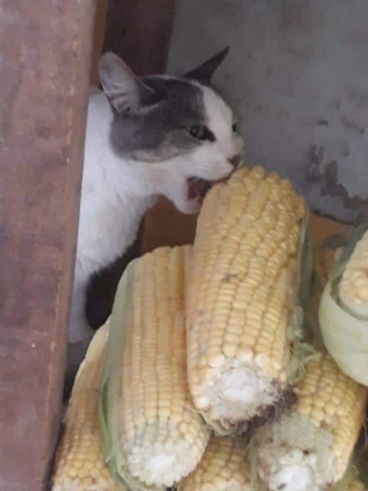 weirdlilguys's tweet photo. it's corn!!!! https://t.co/56s3IZGbPP