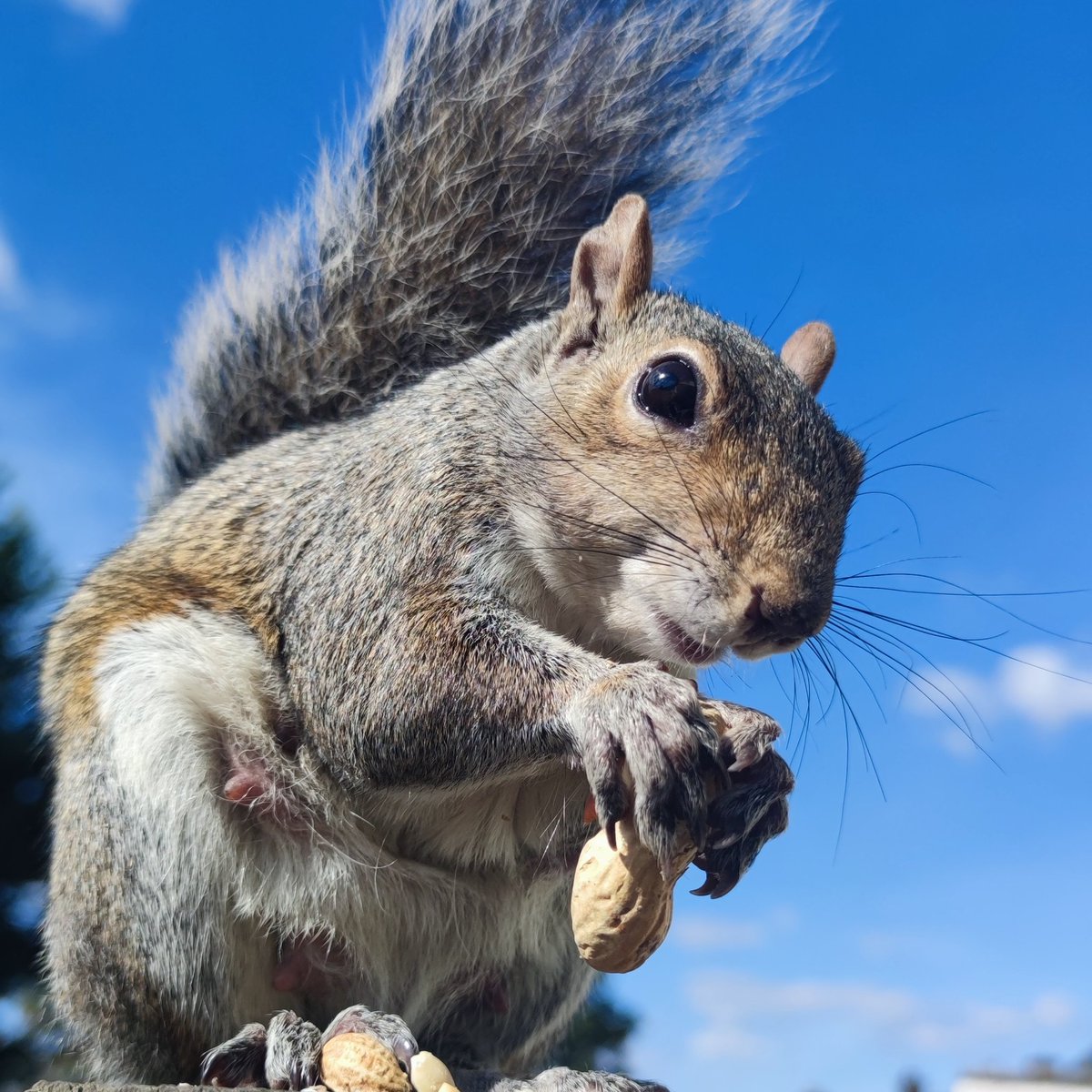 vandali01's tweet photo. . “The squirrels, leaping joyfully from branch to branch: not a single one doubts its existence.”

― Marty Rubin.

#graffsquirrel #wildlife #photography #nft https://t.co/VSEFky1IOa