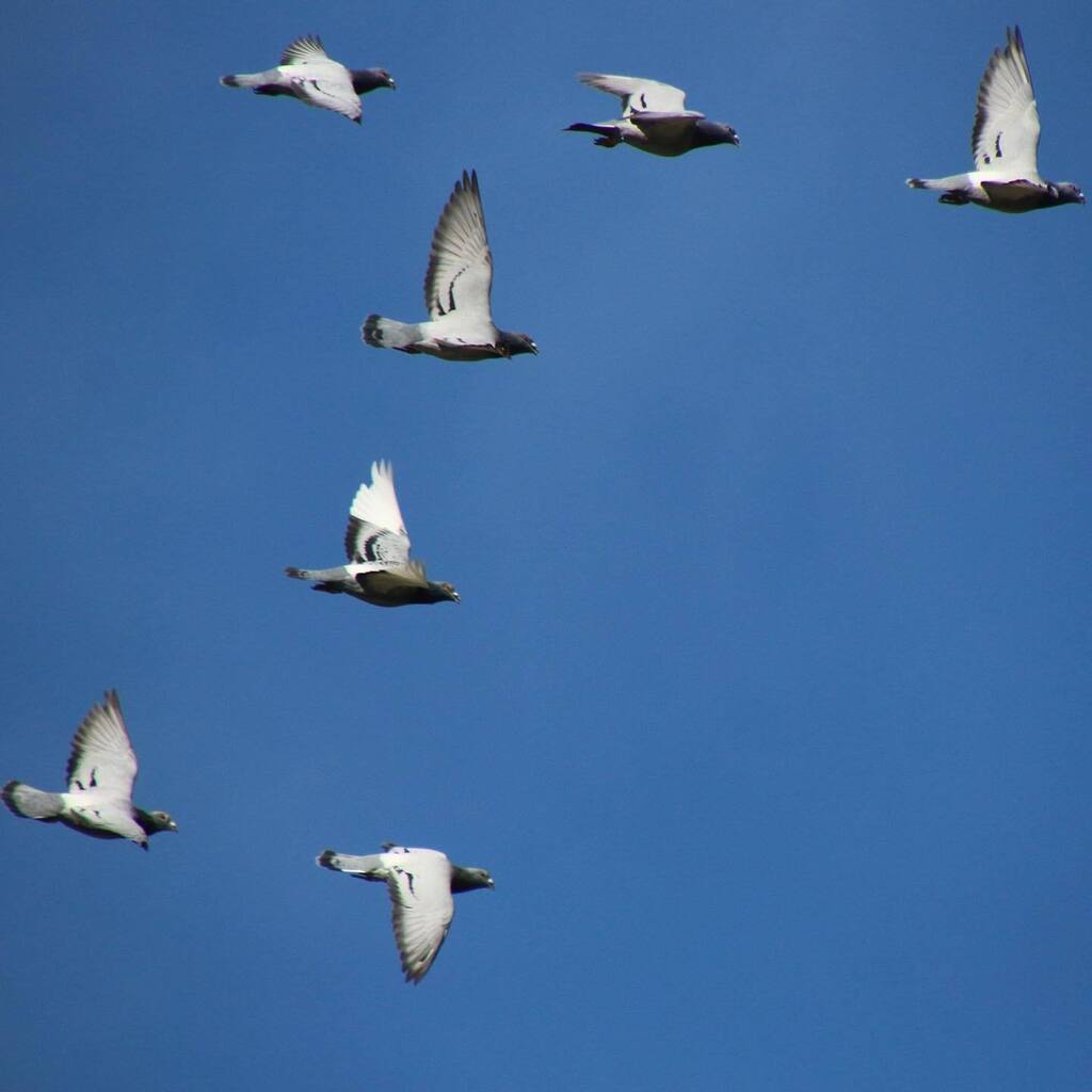 RacingpigeonsC's tweet photo. It‘s not easy to take a perfect picture for @instagram. But I don‘t stop trying.
#racingpigeons #pigeonracing #pigeons #pigeonlove #pigeonloft #pigeonsport #janssenpigeons #happypigeons #birds #instabirds #instapigeons #pigeonfan #weddingpigeons #favou… https://t.co/410ZgpHzDA https://t.co/lRucNxx4bw