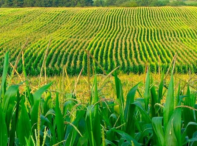 Farmtech_Lab's tweet image. HOW TO BECOME A PROFITABLE FARMER: #Farmtech_Lab

In this day and age, it’s often difficult to build a sustainable business from farming, especially when you’re a newbie.Those that do, however, understand that there’s far more to operating a farm than simply preparing the land,