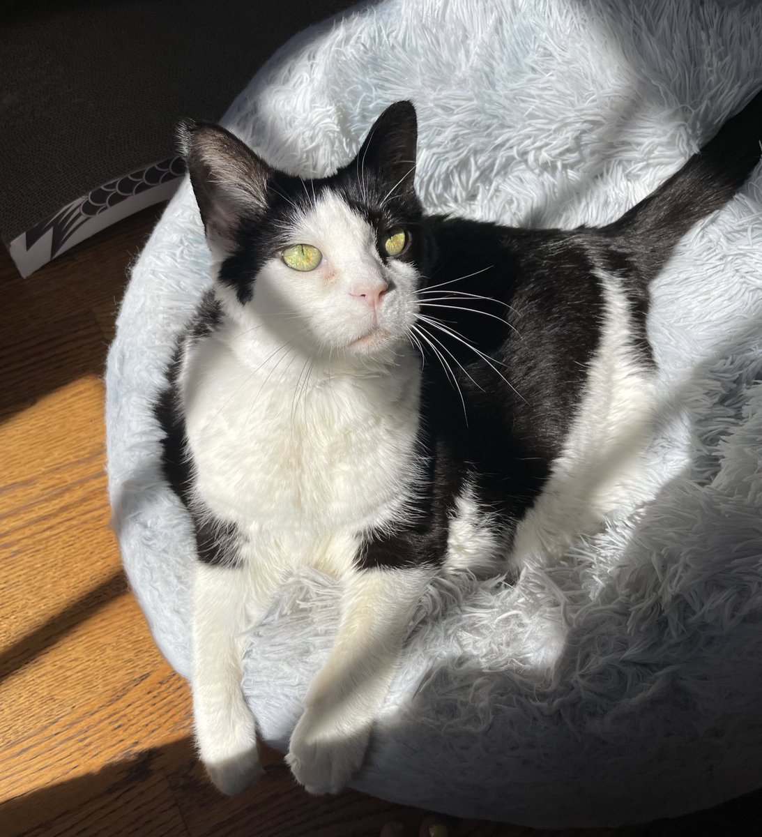 Nibbler_Cat's tweet photo. ❤️ https://t.co/2Xle7sOVmG