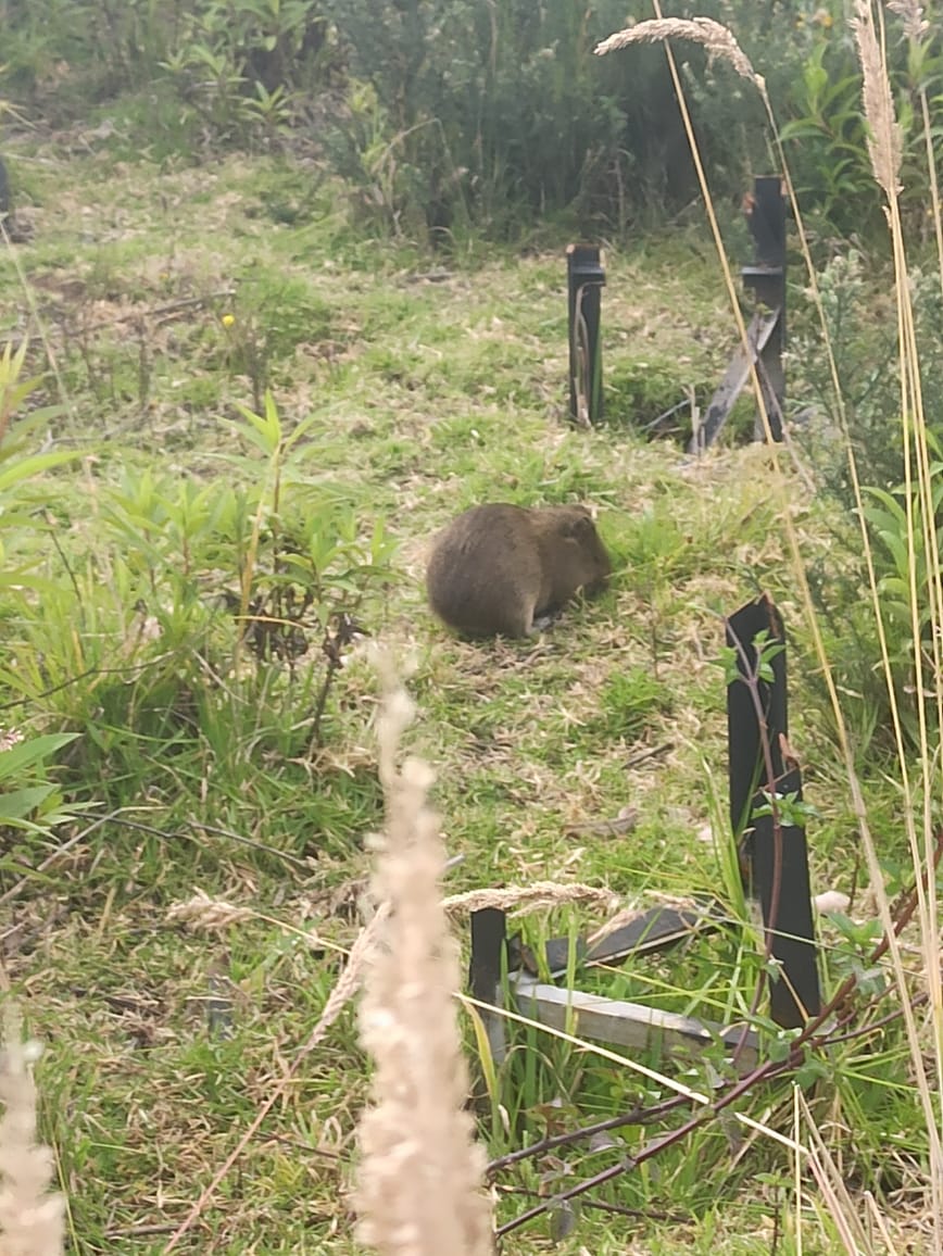 SuamenaV's tweet photo. @Ambientebogota, @Bogota ,  #denunciaciudadana, se están viendo individuos de Curies asustados en conjuntos residenciales, por obras del Barrio Nueva Zelanda. Solicitamos se realice la reubicación de estás especies de fauna a sitios donde se garantice bienestar. https://t.co/vzKf6WzFq6