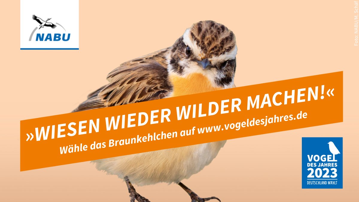 gregoriotogo's tweet photo. Wiesnzeit ist Braunkehlchen-Zeit! Das Wahlkampfteam Brownkehlchen2023 grüßt heute deshalb von Tabellenplatz 14/34 mit einer ganz deutlichen Kampfansage in Richtung Neuntöter &amp; Co. #vogeldesjahres @NABU_de https://t.co/poEQg8qJIn https://t.co/ZThlBU5oZe