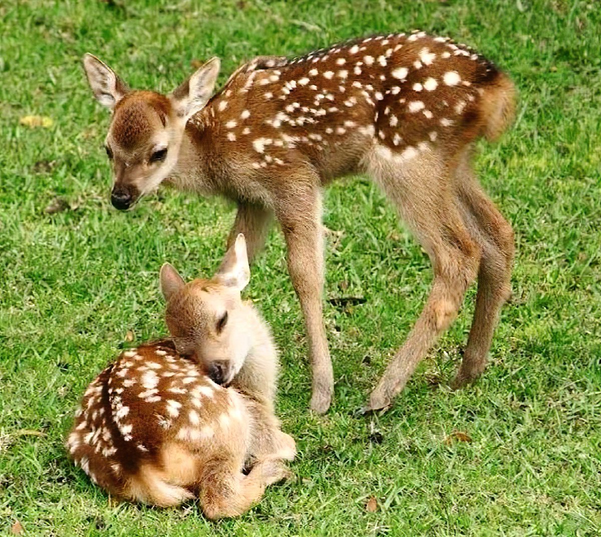 roat_mla's tweet image. हमारे देश के प्रधानमंत्री @narendramodi उनके जन्मदिन पर 158 करोड़ खर्च कर चीते लाते हैं और उन चीतों की भूख मिठाने के लिये 400 हिरण व उनके छोटे बच्चे छोड़ दिये, जबकि वहां के श्यौपुर जिले के 20 हजार के करीब आदिवासी बच्चे कुपोषित हैं। इस तरह की उन्नति के मार्ग पर है हमारा देश।