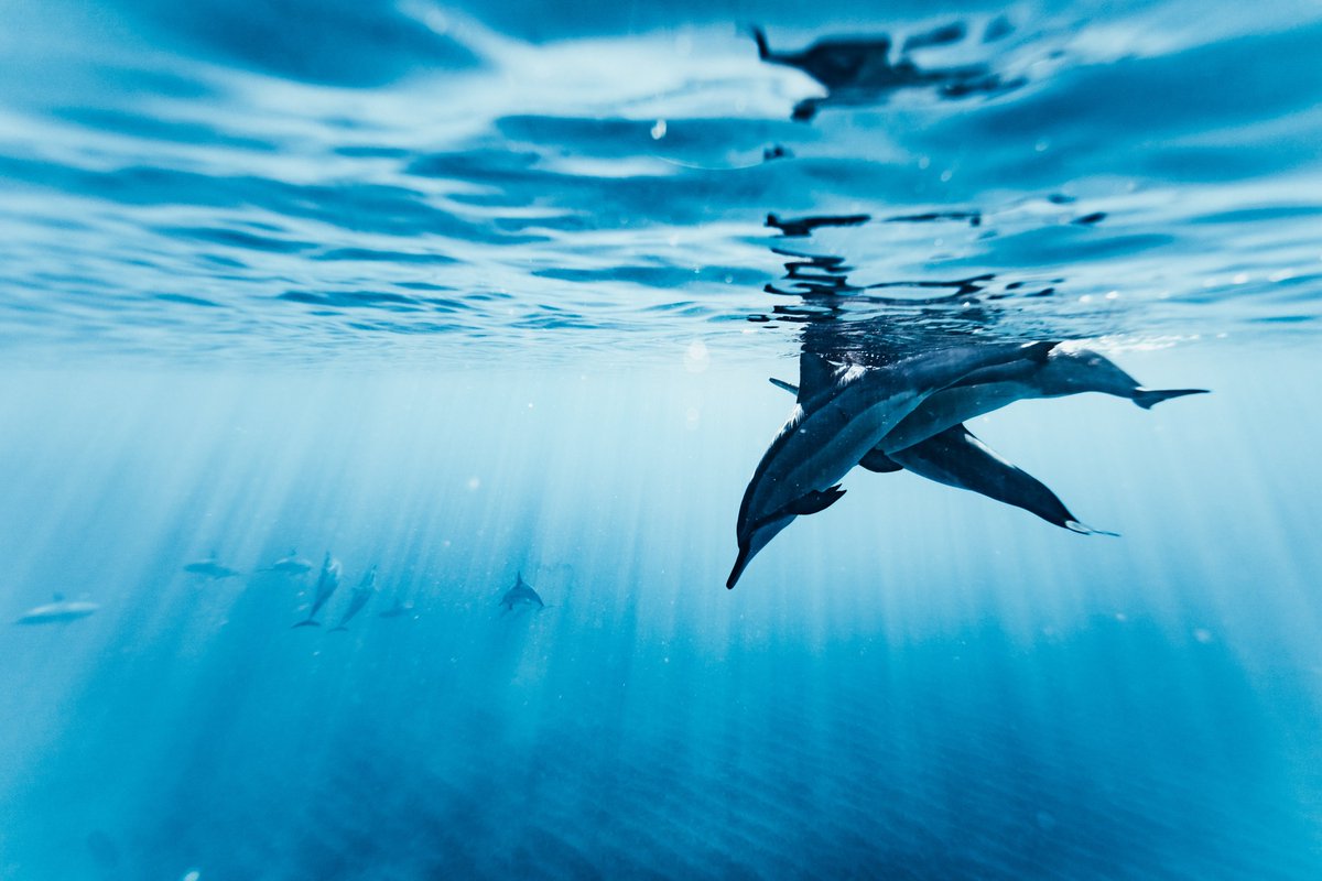 seaspiracy's tweet photo. "It's up to good people to speak up for those that are brutalized but don't have a voice. 
This planet and our oceans are not a dumping ground or an all-you-can-eat buffet." - Paul De Gelder https://t.co/edEFRZg6u6
