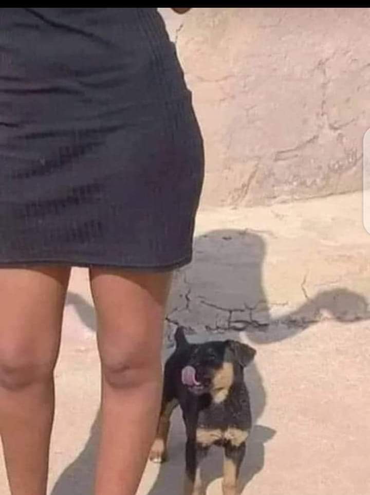 JosphOmuya's tweet photo. When Bosco realised there's more in life than just barking https://t.co/Lc5KUA3QfZ