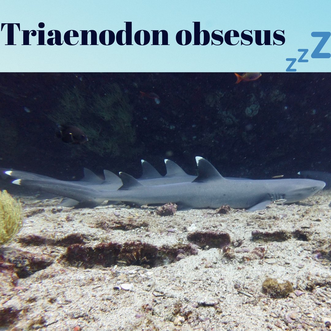 PanAquaDiving's tweet photo. #panaquadiving,#padi,#wet_set,#padidiver,#explorerventures,#tiberones, #scubastore,#underwaterphotography,#galapagos,#galapagosislands,
#galapagosdiving,#padidiver #scubapro#atomicaquatics,#aqualung https://t.co/g0ur8plxWs
