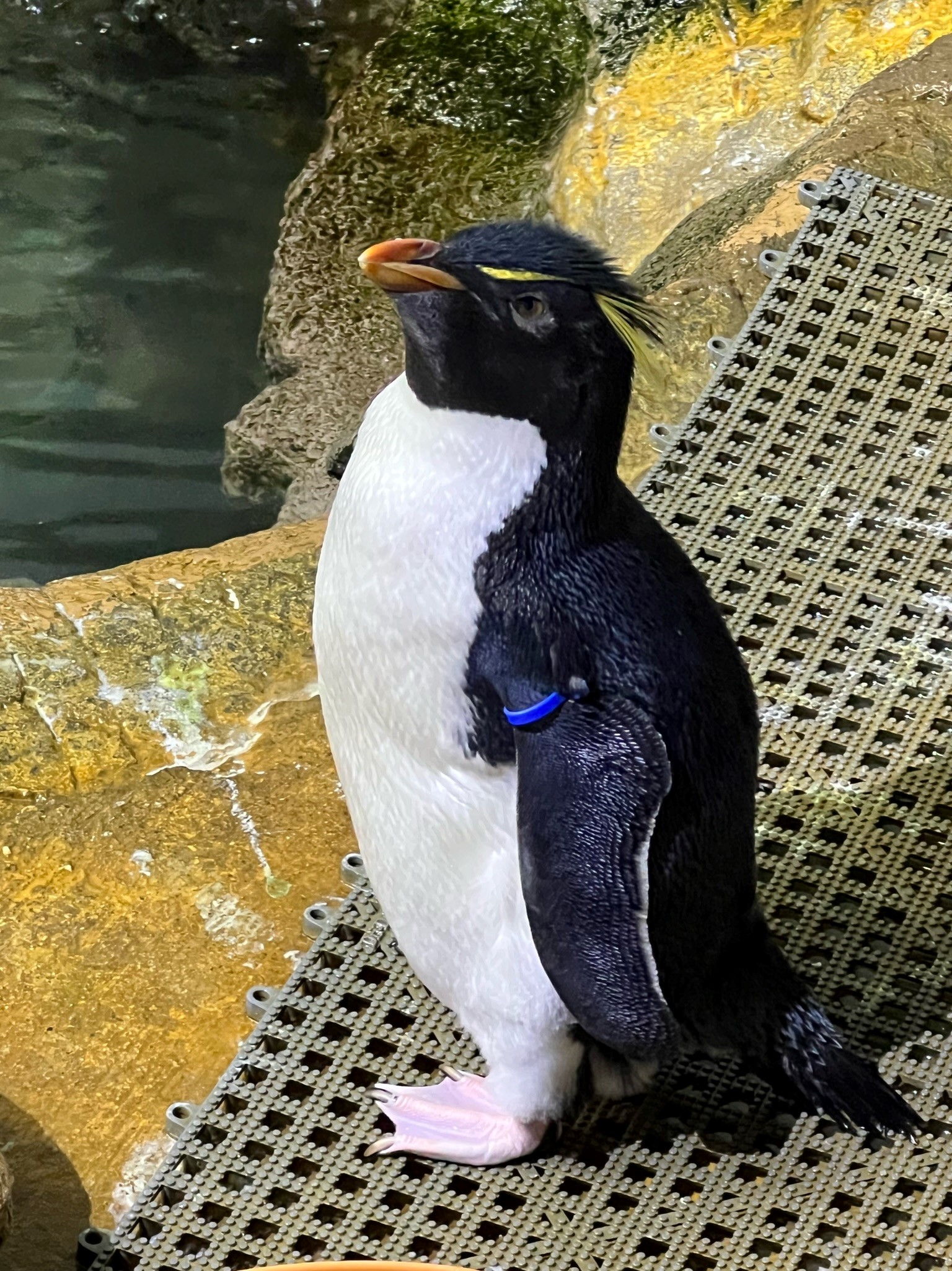 Cincinnati Zoo on X Meet Dwayne TheRock hopper penguin The rockhopper penguin is named for its ability to hop from rock to rock https t i7bZ8OacEP X