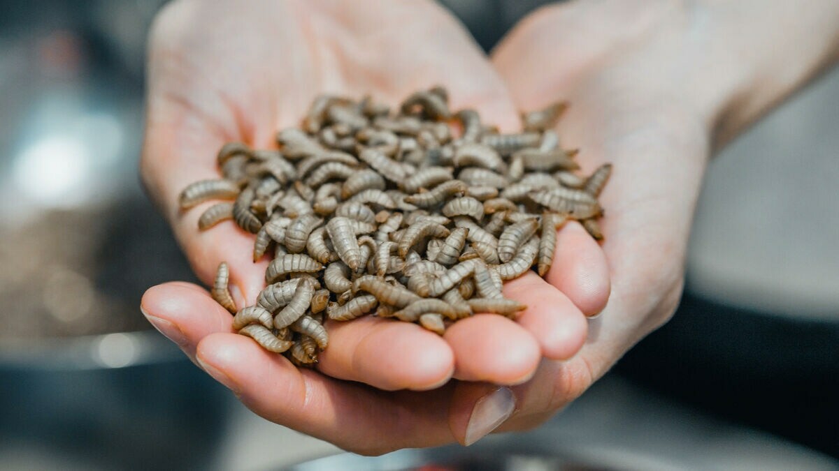 leparisien_tech's tweet photo. Innovafeed lève 250 millions d’euros : le nouveau champion mondial de la nourriture à base d’insectes est français
➡️ https://t.co/91fKPytVsb https://t.co/OeIX4SqIoE