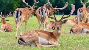 Gianluca Felicetti tweet media