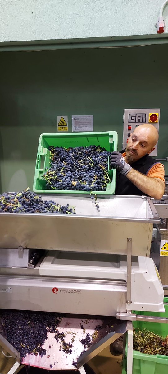 ITACYL's tweet photo. 🍇Vendimia de la variedad minoritaria #Cenicienta en la @DORueda.
▶️Procesado en la #EstaciónEnológica de #ITACyL. Proyecto #VarMinTec para la adaptación y estudio agronómico y enológico a través de #NuevasTecnologías de #VariedadesMinoritarias de vid de CyL
#Viticultura https://t.co/RN4MxDSDCI