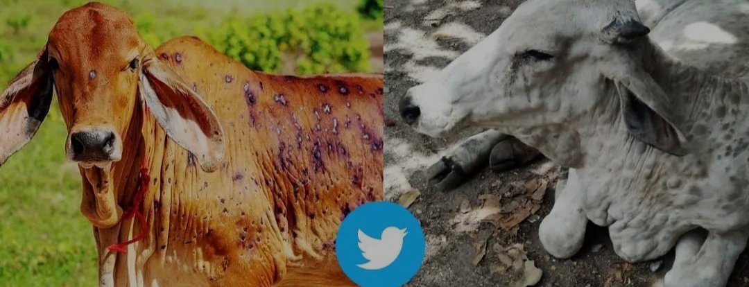 vikashsharma21m's tweet photo. 75000+ cows have died so far. Neither the govt, nor the media is taking it seriously. Vaccine production is yet to begin! 

#SaveCowSaveVillages https://t.co/LQcc50oTdT