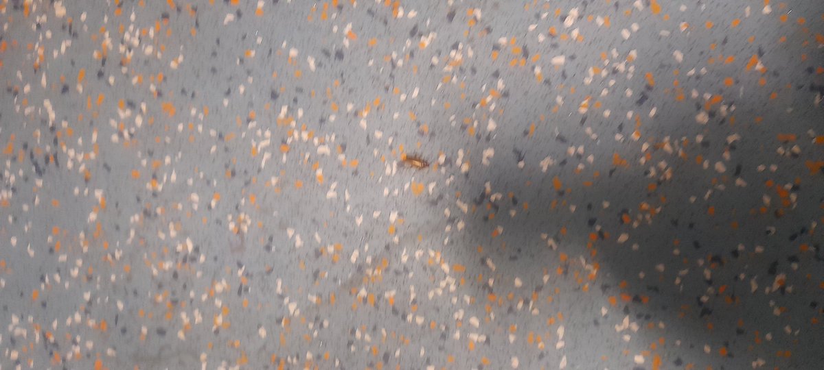 MoneymanagerLKO's tweet photo. @IRCTCofficial @indianrailway__ @RailwaySeva Hi officials, I am in travelling in train 02563, kindly see the in attached pics,  cockroaches moving in compartment. Very risky, unable to sleep. https://t.co/4fN97lCghP