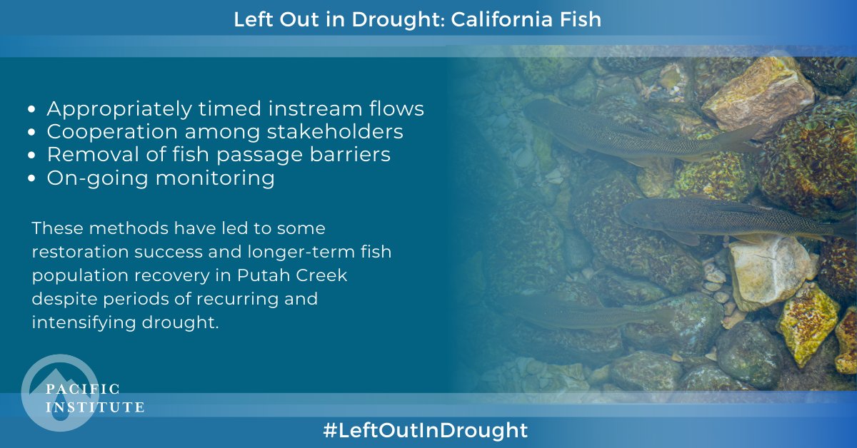 PacificInstitut's tweet photo. Putah Creek utilizes:
💧 Appropriately timed instream flows
🐟 Cooperation among stakeholders
💧 Removal of fish passage barriers
🐟 On-going monitoring
These have led to restoration despite recurring and intensifying drought. #LeftOutInDrought https://t.co/WBf4GhyXCP https://t.co/munaAeBgsk