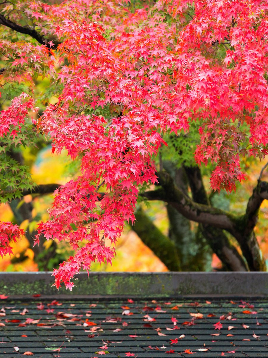 Vipin Dhir tweet media