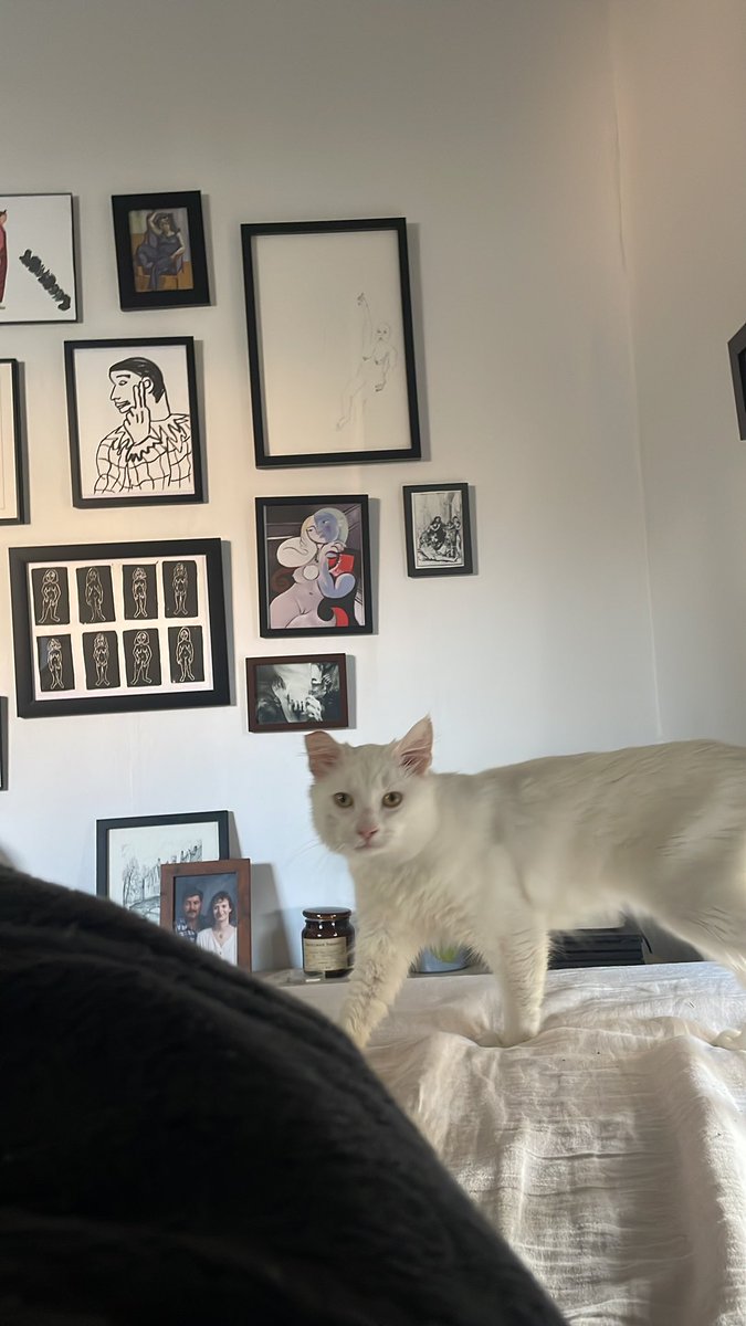 highspeedlimes's tweet photo. this is bishop we are friends he lives under my bed mostly https://t.co/BXtQRBd6dL
