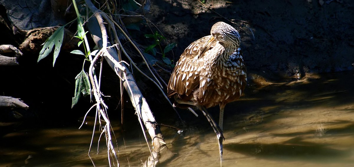 Preening For The Paparazzi
This has to be the most photographed individual bird in Dallas County right now.  Gotta make sure every feather is perfect.
Limpkin (Aramus guarauna)
kapturedbykala.com/Aquatic-Birds/…
#RareBirdSighting #NaturePhotography #lifer #birding