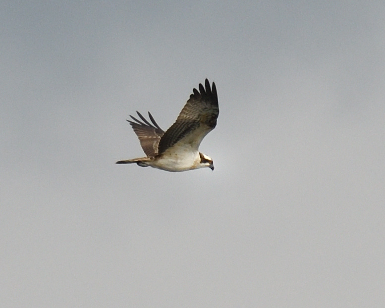 JoKingDevon's tweet photo. Camera safely tucked away in backpack in basket on bike when this #Osprey flew out from #PowderhamCastleEstate at midday and across the road infront of me! By time I got my act together it was distant and most pictures are of the bird's rear end 🙄 C'est la vie! https://t.co/CkEWG9J4Z2