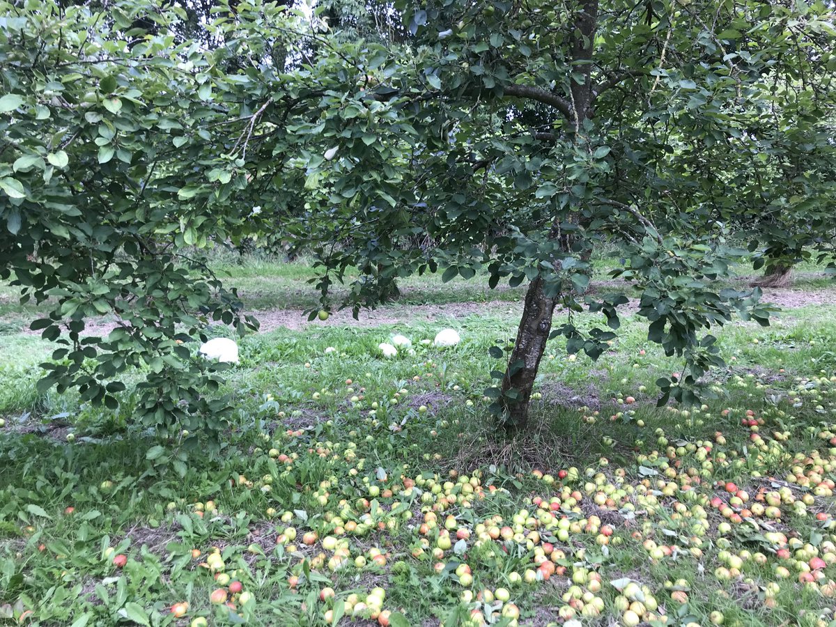 highbankorchard's tweet photo. There are white people helping with the harvest ⁦@highbankorchard⁩ https://t.co/nFBsFR5MWD