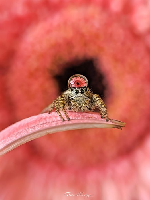 ErigolDelViento's tweet photo. Increíble macrofotografía tomada de una araña saltarina reflejando la flor a través de una gota de agua en la cabeza.
---
Crédito: David Narvaez https://t.co/0Ho4WkrYST