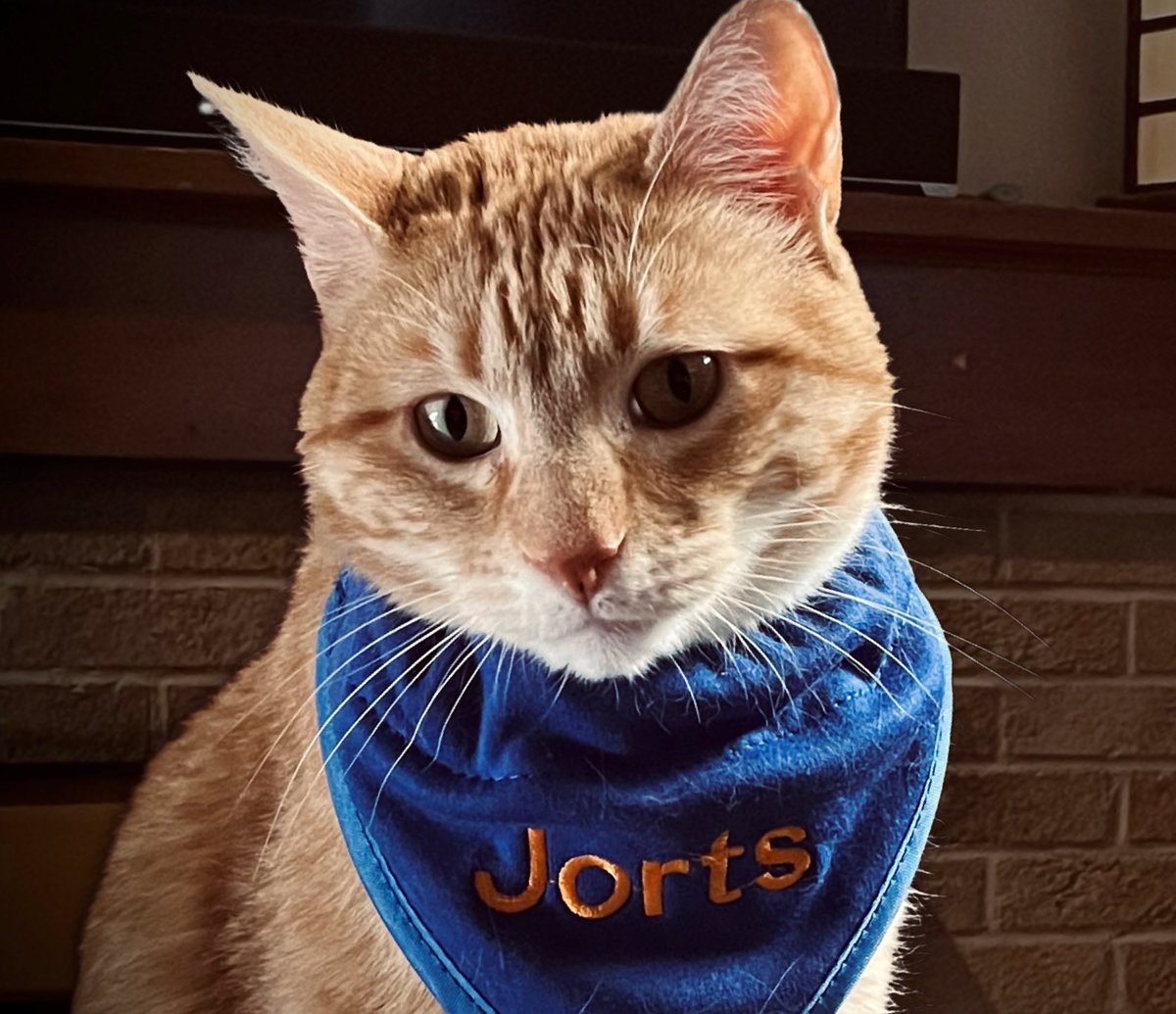 JortsTheCat's tweet photo. Hello workers in this app https://t.co/abqahqCHPs