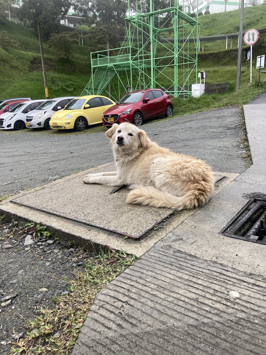 AnaMDurango's tweet photo. Amigos de #Manizales
Esta perrita hermosa está hace 3 días por la UManizales, llega todos los días emparamada a buscar comidita. Es tamaño mediano y es muyyy consentida y juiciosa.
Por favor RT para encontrar una casita en la que la llenen de amor 🙏🏼info: 3168026676 https://t.co/3RAaEmkhPR