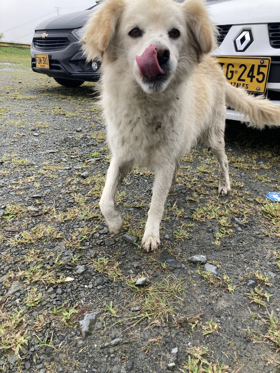 AnaMDurango's tweet photo. Amigos de #Manizales
Esta perrita hermosa está hace 3 días por la UManizales, llega todos los días emparamada a buscar comidita. Es tamaño mediano y es muyyy consentida y juiciosa.
Por favor RT para encontrar una casita en la que la llenen de amor 🙏🏼info: 3168026676 https://t.co/3RAaEmkhPR