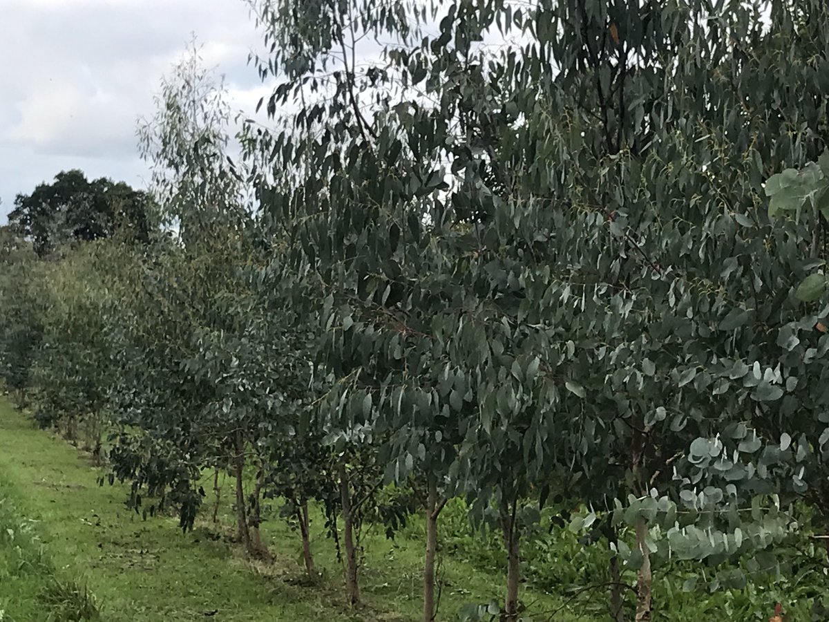 highbankorchard's tweet photo. Finally our eucalyptus is ready for harvest ⁦@highbankorchard⁩ so beautifully blue #foliage https://t.co/DHsKptAYA9