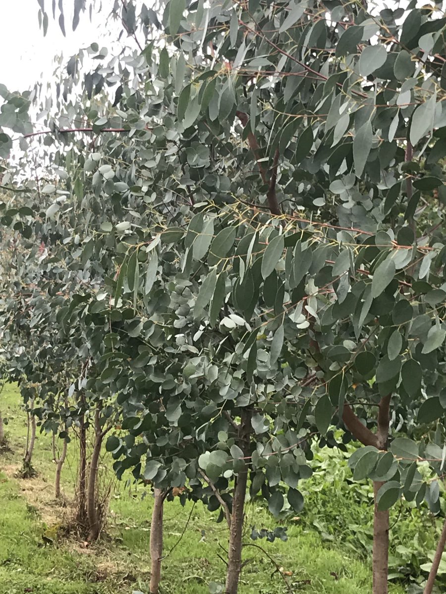 highbankorchard's tweet photo. Finally our eucalyptus is ready for harvest ⁦@highbankorchard⁩ so beautifully blue #foliage https://t.co/DHsKptAYA9