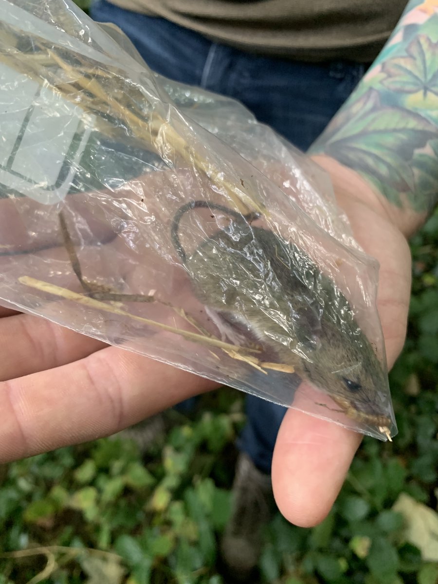 Veronica McCauley (@vmcc_scienceed) on Twitter photo A great day out, joined by a friendly female field mouse (air hole cut in edge of bag), who was released carefully back into her habitat asap. Big thanks to <a href="/Shannon_S16/">Shannon Stubbs</a> and <a href="/JanicSchulte/">Janic Schulte</a> 🐁 A great day out, joined by a friendly female field mouse (air hole cut in edge of bag), who was released carefully back into her habitat asap. Big thanks to <a href="/Shannon_S16/">Shannon Stubbs</a> and <a href="/JanicSchulte/">Janic Schulte</a> 🐁
