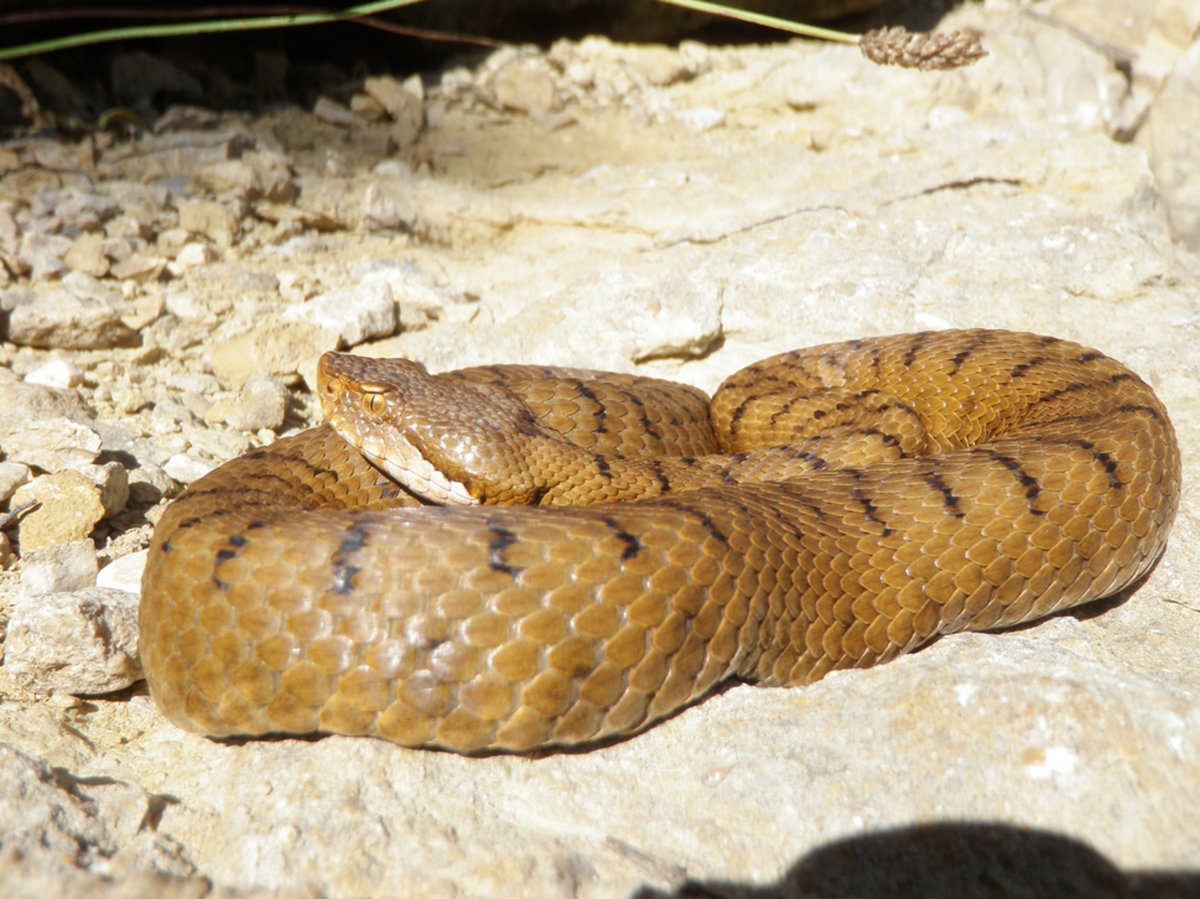 Multiple #paternity in the Asp viper - read the paper for FREE via …lpublications.onlinelibrary.wiley.com/share/NJKQYJVH… #herpetology @WileyEcolEvol