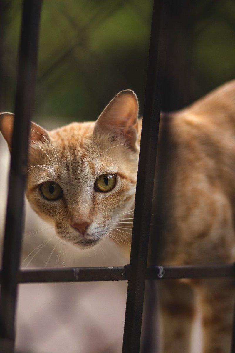 _desiphotowali's tweet photo. Whatcha lookin’ at?
#catsofinstagram #catlife #kitten #eyes #animals #straycat #indiancat #photography #photographers_of_india #explore #explorepage https://t.co/T8L7ZJ9K68