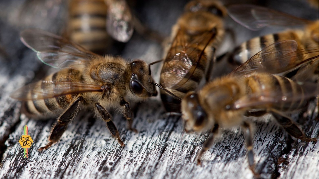BeeManHoneystix tweet media