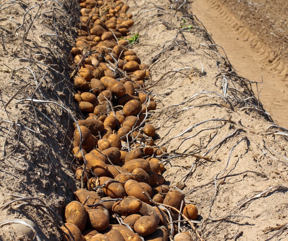 Did you know? The potato harvest in Ontario typically starts early August and lasts until mid October before the frost is in. This may vary slightly from year to year, due to weather fluctuations.