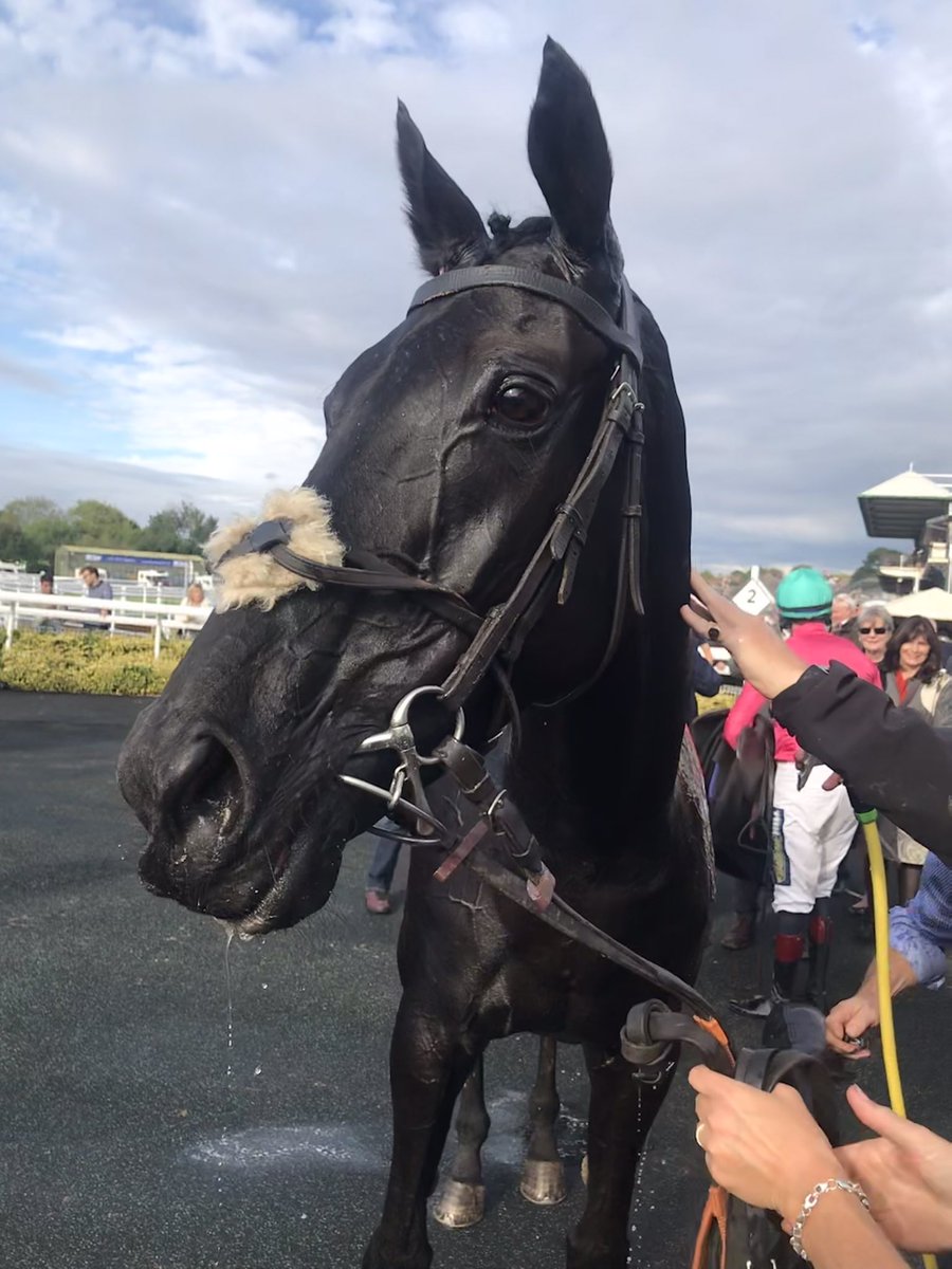 SybilRuscoe's tweet photo. Our beautiful Organdi - winner @WarwickRaces Top work #TeamAdlestrop @RTPhillips1 @samtwiston #racing #Organdi And well done Tash - Organdi won best turned-out horse. https://t.co/cWeG6ioPiy